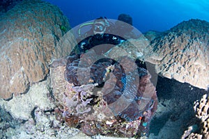 Diver near a giant clam