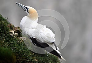 Gannet sheltering from the winds at Bempton Cliffs. photo