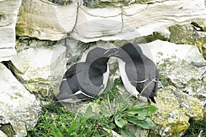 Razor Bills Petting at Bempton Cliffs, East Yorkshire.