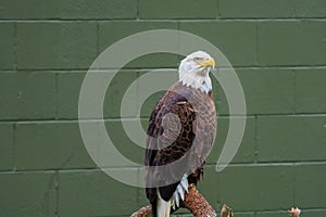 Bald Eagle Perched on a Log