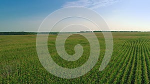 Takeoff and Flying Over Green Cornfield