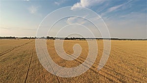 Takeoff and Flying Over Wheat Field