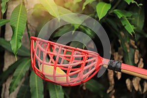 Taker basket taking mango from tree