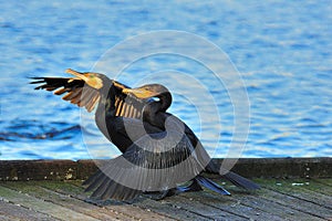 It takes two to tango - Little Black Cormorants photo