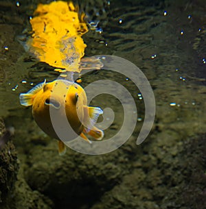 Takifugu rubripes (dog-fish) yellow with black spots in an aquarium Gdynia, Poland