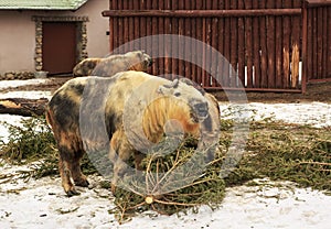 Takin also called cattle chamois or gnu goat