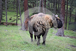 Takin Animal Buthan Asia forest