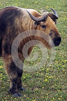 Takin (Budorcas taxicolor)