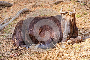 Takin or Budorcas taxicolor, also known as the gnu goat