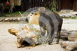 Takin cloven-hoofed mammal of the Himalayan bovids bamboo forest photo