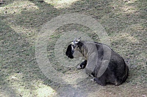 Takin goat-cow Burdorcastaxicolor is national animal symbo