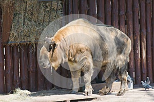 Takin (Latin Budorcas taxicolor)