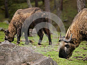 The takin is the national animal of Bhutan