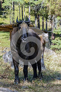 Takin, national animal of Bhutan