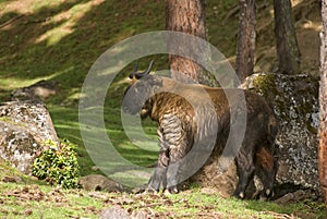 Takin, Thimphu, Bhutan