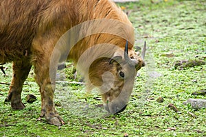 Takin was eating grass