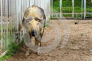 Takin is at the zoo. The life of animals in a cage for the entertainment of people. Care for rare species of animals