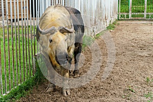 Takin is at the zoo. The life of animals in a cage for the entertainment of people. Care for rare species of animals