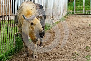 Takin is at the zoo. The life of animals in a cage for the entertainment of people. Care for rare species of animals