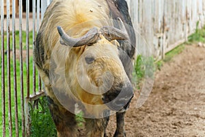 Takin is at the zoo. The life of animals in a cage for the entertainment of people. Care for rare species of animals