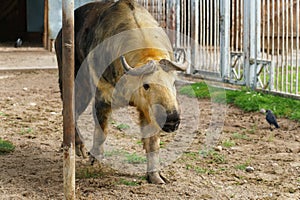 Takin is at the zoo. The life of animals in a cage for the entertainment of people. Care for rare species of animals