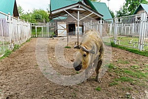 Takin is at the zoo. The life of animals in a cage for the entertainment of people. Care for rare species of animals