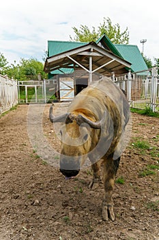 Takin is at the zoo. The life of animals in a cage for the entertainment of people. Care for rare species of animals