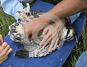 After Taking Blood from Juvenile Osprey (Pandion haliaetus) photo