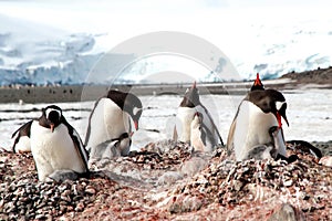 Taking care of baby penguin