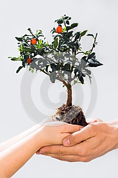 Taking care of new tree or the environment