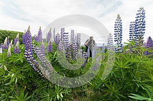 Taking Close up image of of New Zealand Lupins