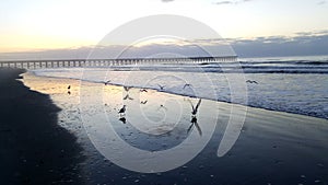 Taking Flight Seagulls in Cherry Grove