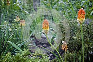 Taking good care of plants. spring. nature and environment. watering summer garden. Kniphofia flower. villatic season, suburban.