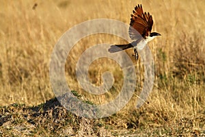 Taking Off Coppery-tailed Coucal
