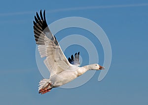 Taking off for migration