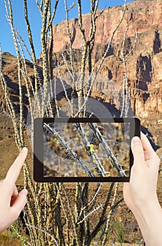 Taking photo of cactus in Grand Canyon mountains
