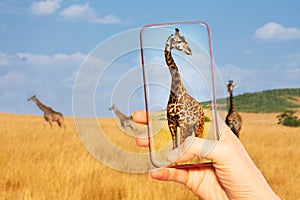 Taking photo of giraffe herd in the Kenya