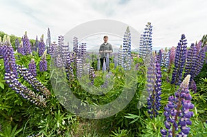 Taking photo of New Zealand Lupins