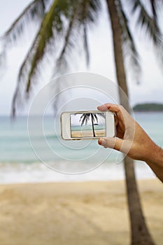 Taking photograph of palm tree with mobile cell phone