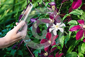 Taking picture of flowering plant with smartphone, woman using mobile application to identify clematis flower