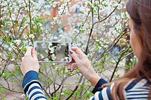 Taking pictures white flower with mobile smart phone in the nature background