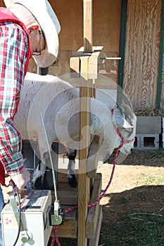 Taking an X-Ray of the Goats Leg 2