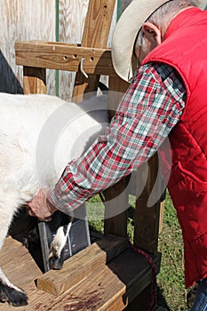 Taking an X-Ray of the Goats Leg