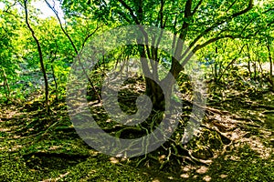 Walking out in the forest - freedom