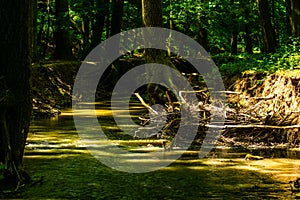 Walking out in the forest - freedom