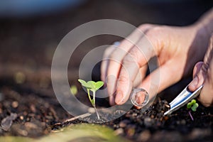 taking a soil sample for a soil test in a field. Testing carbon sequestration and plant health photo