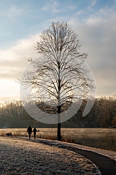 Taking a walk by a tree on a cold winter morning