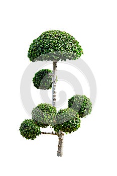 Tako trees bending.Isolated tree on white.