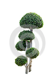 Tako trees bending.Isolated tree on white.