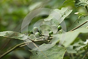 Takokak, tekokak, rimbang or eggplant (Solanum torvum)